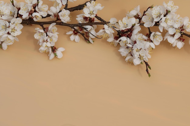 fondo pastel con flor blanca de albaricoque y espacio de copia