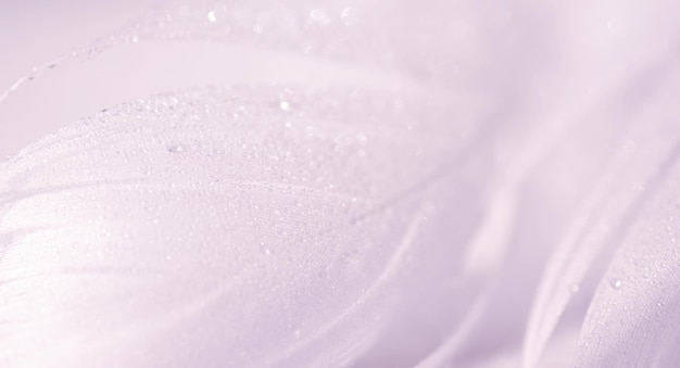 Fondo pastel con plumas en gotas de agua