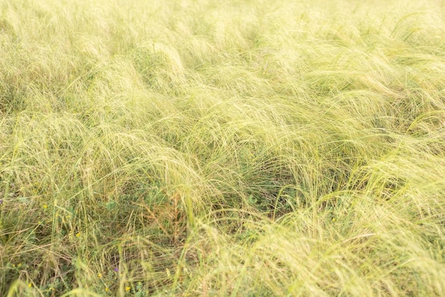 Fondo de pastizales hierba amarilla en el campo paisaje rústico