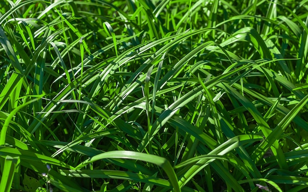 Fondo con pasto verde. Copiar espacio para texto