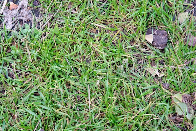 Foto fondo de pasto verde textura de pasto verde textura de pasto verde del campo