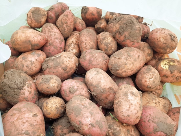 Fondo de patatas excavadas en primer plano Las patatas grandes yacen en el suelo