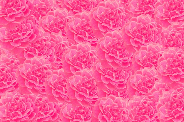 Fondo de patrón de flor rosa rosa