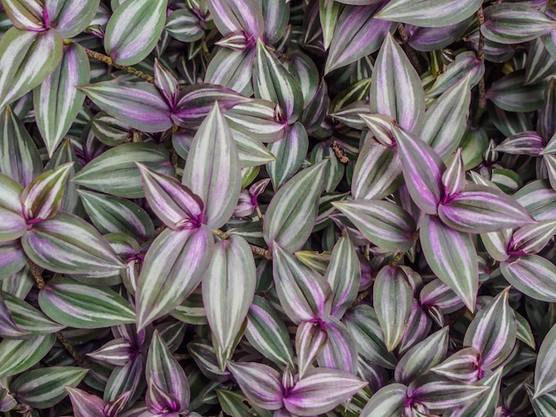 Fondo de patrón de hoja de desenfoque