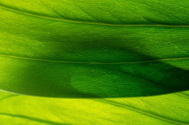 Fondo de patrón de hoja macro verde