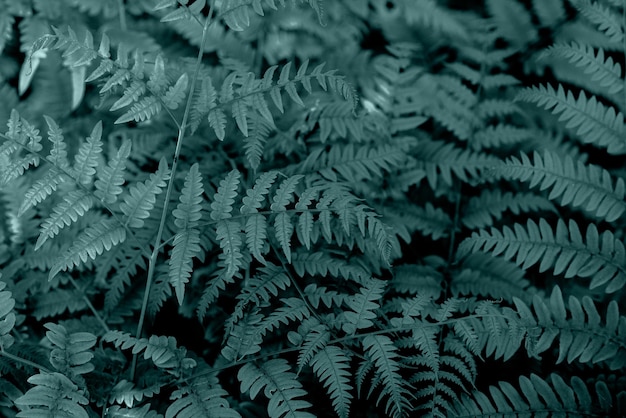 Fondo de patrón de hojas de helecho joven natural perfecto Sensación oscura y malhumorada Vista superior Helechos en el bosque Hermoso fondo de hojas de follaje verde de helechos