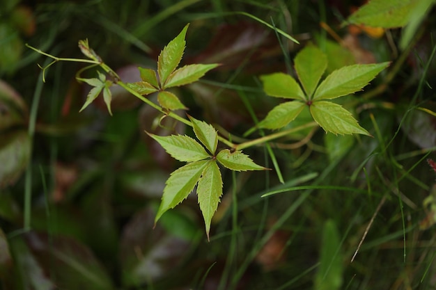 Fondo con patrón de hojas de Parthenocissus