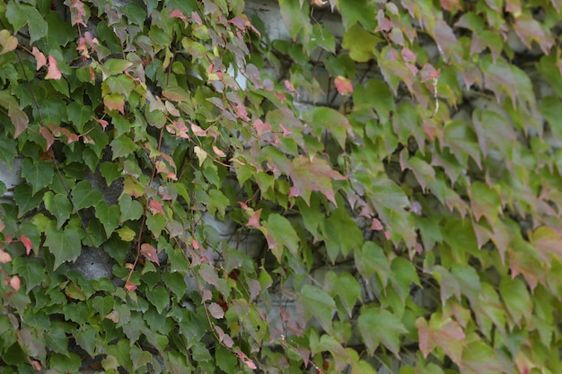 Fondo con patrón de hojas de Parthenocissus