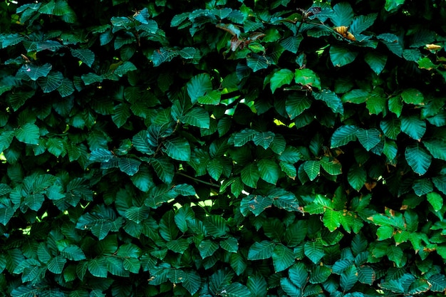 Fondo de patrón de hojas verdes, fondo natural y fondo de pantalla