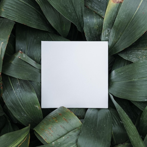 Fondo de patrón de hojas verdes Fondo natural y papel tapiz con tarjeta en blanco