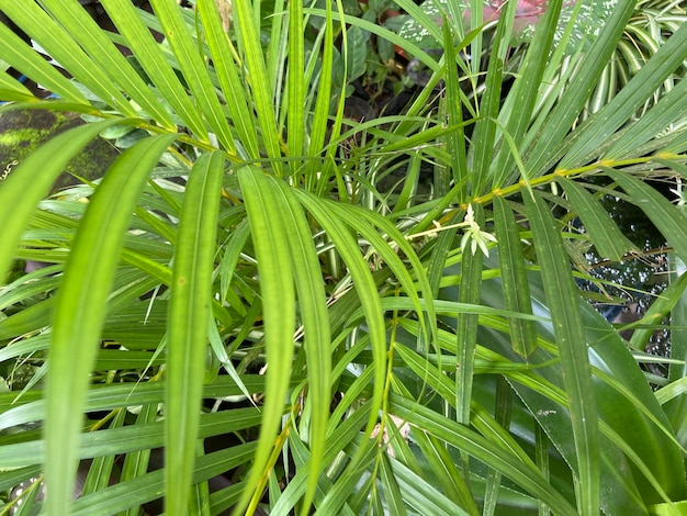 Fondo de patrón de hojas verdes fondo natural y papel tapiz