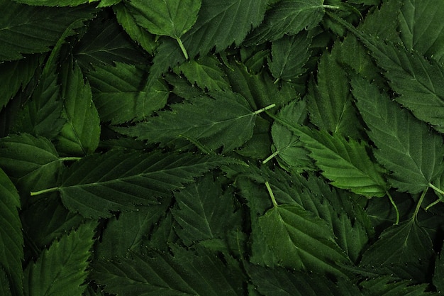 Foto fondo de patrón de hojas verdes fondo de naturaleza y papel tapiz diseño de bosque de hojas tropicales para elementos de diseño creativo diseño creativo hecho de hojas verdes primer plano vista superior plana