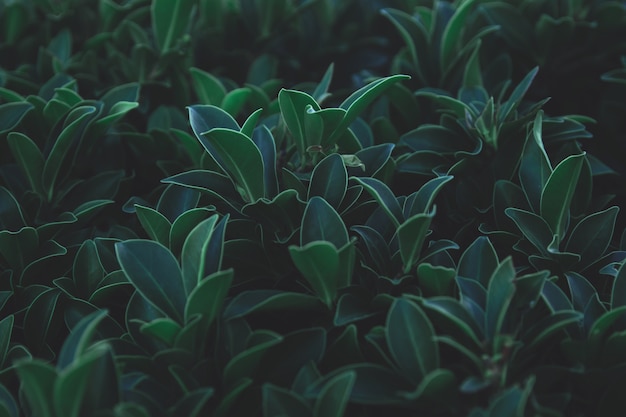 Fondo de patrón de hojas verdes. Lay Flat. Fondo de tono verde oscuro de la naturaleza