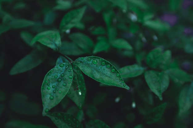 Fondo de patrón de hojas verdes. Lay Flat. Fondo de tono verde oscuro de la naturaleza