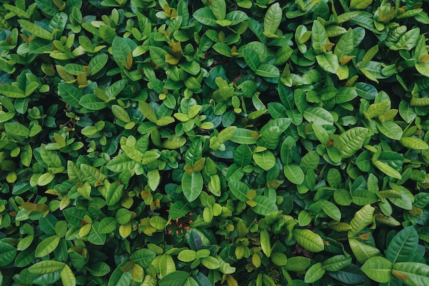 Fondo de patrón de hojas verdes de la naturaleza