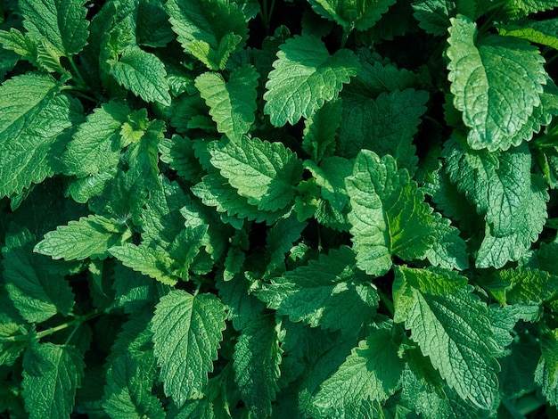 Fondo con patrón de hojas verdes