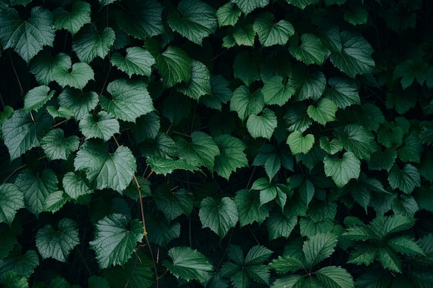 Fondo con patrón de hojas verdes