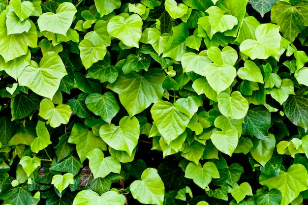 Fondo de patrón de hojas verdes.