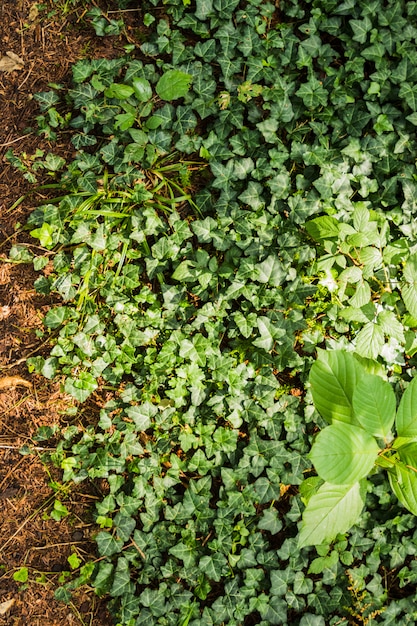 Fondo de patrón natural de las plantas verdes