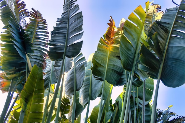 Fondo de patrón de palmera de viajeros