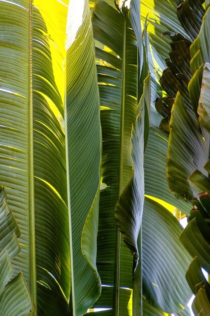 Fondo de patrón de palmera de viajeros