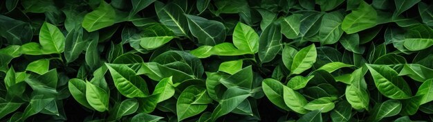 Foto fondo de patrón de textura de hojas verdes pequeñas naturales orgánicas