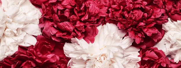 Fondo de peonías blancas y rojas Banderas florales de belleza Concepto de flores festivas