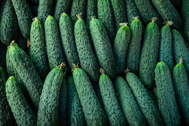 Fondo de pepino fresco Pepinos verdes