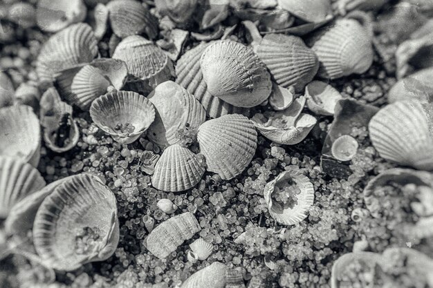 fondo de pequeñas conchas marinas frágiles blancas que se encuentran en la playa