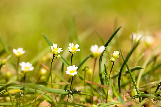 fondo de pequeñas flores blancas en el campo