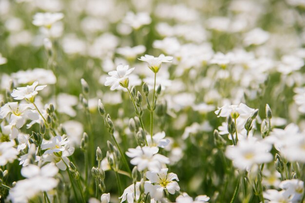 Fondo de pequeñas flores blancas Decoración del jardín Luz del sol Enfoque selectivo suave Desenfoque de fondo