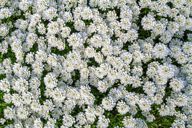 Fondo de pequeñas flores blancas de primavera en el césped del parque