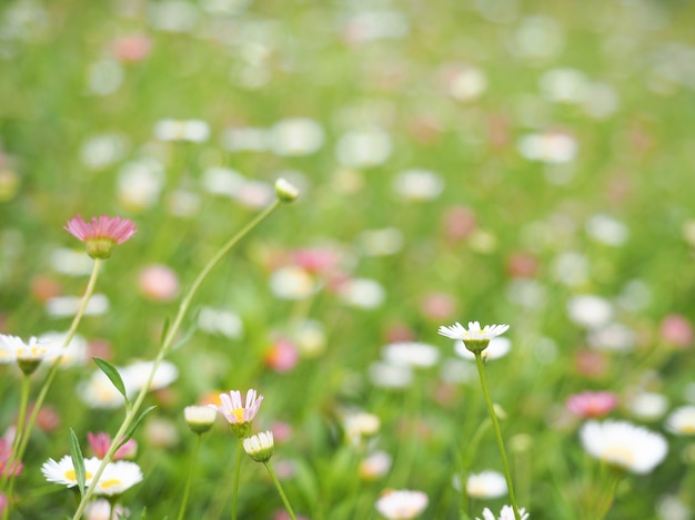 Foto fondo de pequeñas flores blancas y rosadas