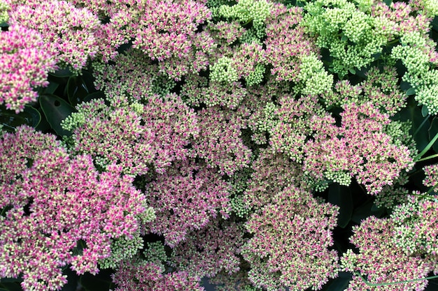 Fondo de pequeñas flores rosadas en verano, cerrar