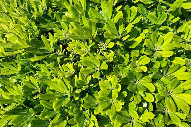 Fondo de pequeñas hojas verdes de un arbusto. Frescura primaveral del follaje.