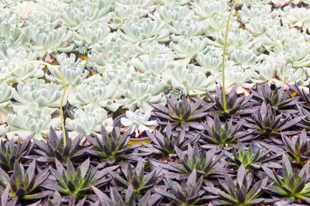 Fondo de pequeñas plantas suculentas.