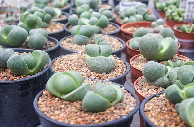 Fondo de pequeñas plantas suculentas.