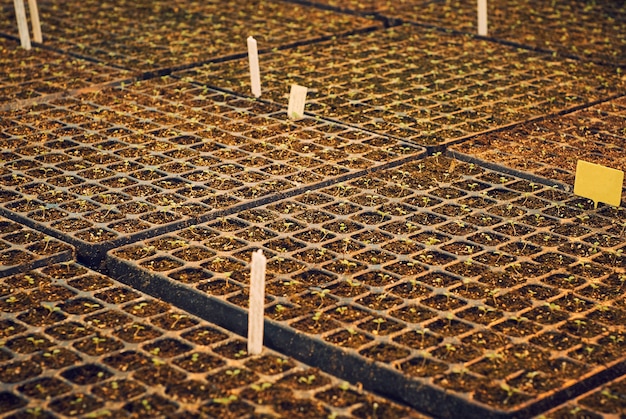 Fondo: pequeños brotes de plantas en las celdas de las bandejas de plántulas