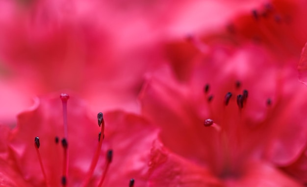 Fondo de pétalos de flor de azalea roja en flor Enfoque suave