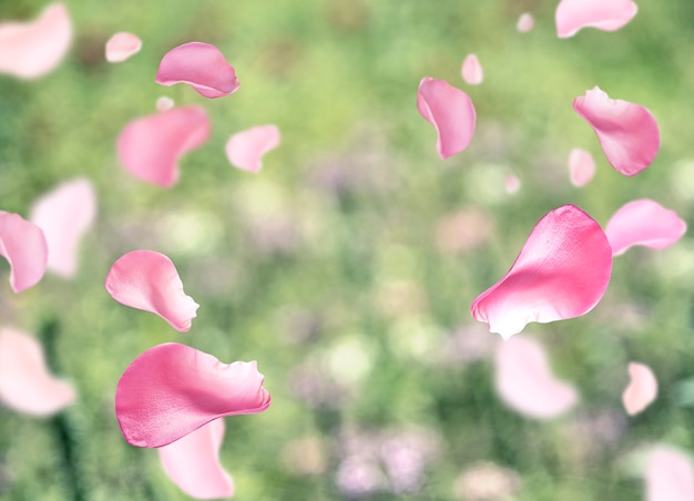 Fondo de pétalos de rosas para productos cosméticos.