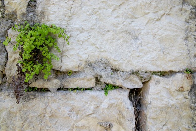 Fondo de piedra abstracta