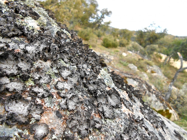 fondo piedra gran montaña musgo gris seco cerca