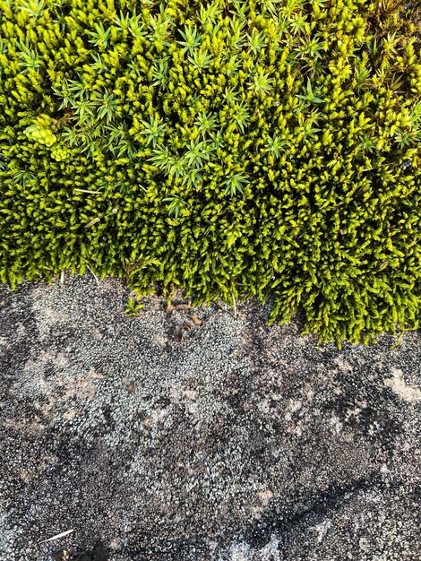 fondo piedra gris y musgo de bosque verde