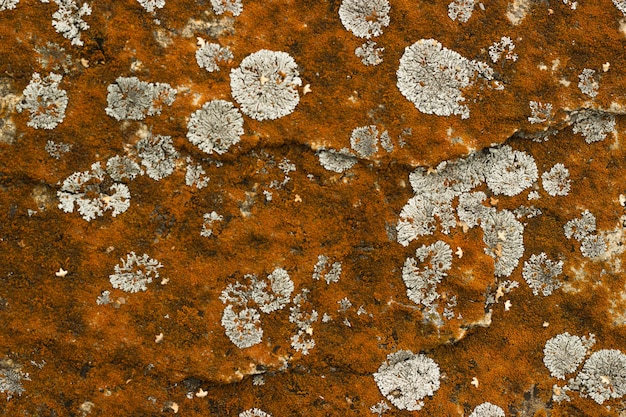 Fondo de piedra de musgo rojo