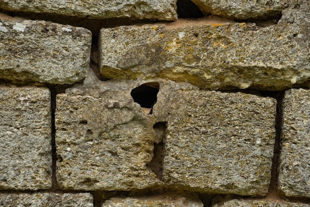 Fondo de piedra de pared de roca de concha de cerca