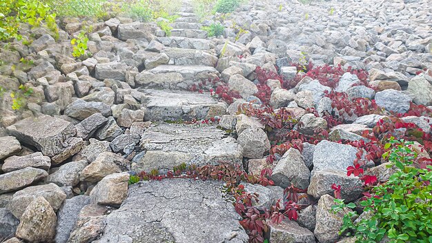 Fondo de piedra con ramas de plantas. Ramas con hojas verdes. Montículo de granito.