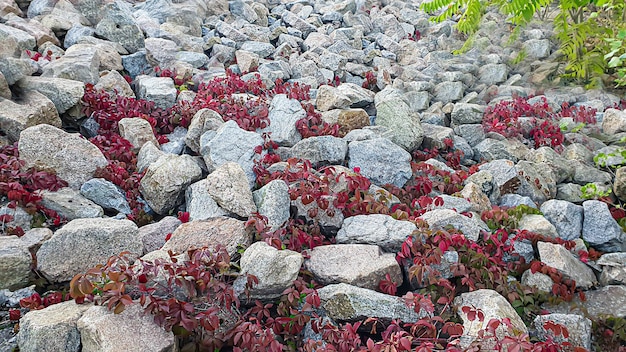 Fondo de piedra con ramas de plantas. Ramas con hojas verdes. Montículo de granito.