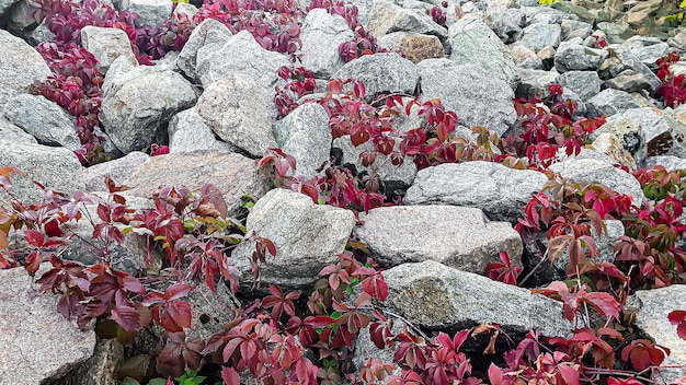 Fondo de piedra con ramas de plantas. Ramas con hojas verdes. Montículo de granito.