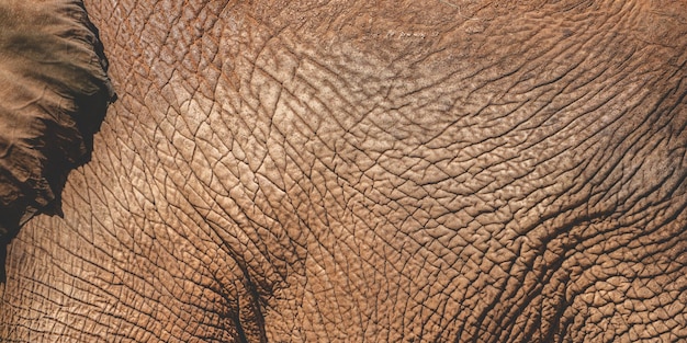 Fondo de piel de cuero de textura de elefante africano viejo de naturaleza animal abstracta de mamíferos detalles ásperos vida silvestre más grande del zoológico de safari salvaje gran tiro macro en color gris y piel arrugada