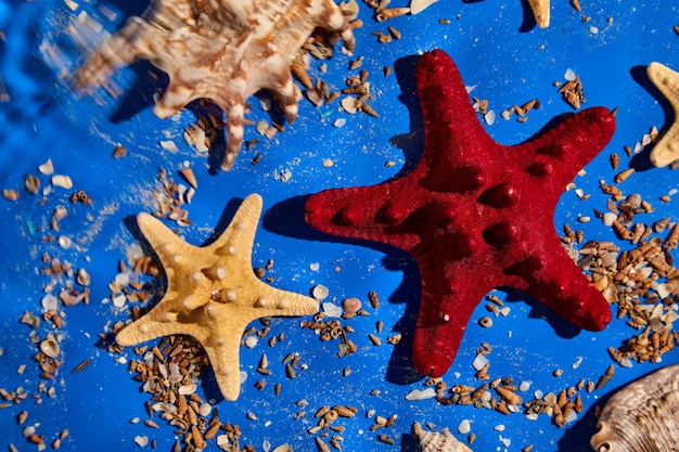 Foto fondo plano con conchas de estrellas de mar en textura de agua azul con luz solar concepto de vacaciones de verano vista superior